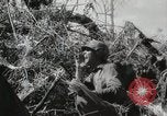 Image of 11th Marine Division Peleliu Palau Islands, 1944, second 59 stock footage video 65675022917