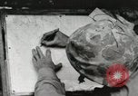 Standbild United States Marine Corps Peleliu Palau Inseln, 1944, aus Sekunde 10 historischem Filmmaterial Videoclip 65675022927
