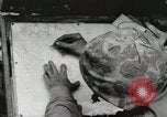 Standbild United States Marine Corps Peleliu Palau Inseln, 1944, aus Sekunde 13 historischem Filmmaterial Videoclip 65675022927