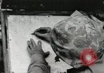 Standbild United States Marine Corps Peleliu Palau Inseln, 1944, aus Sekunde 14 historischem Filmmaterial Videoclip 65675022927