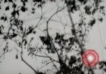 Image of 5th Marines Division Peleliu Palau Islands, 1944, second 10 stock footage video 65675022946