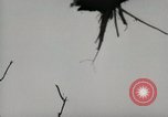 Image of 5th Marines Division Peleliu Palau Islands, 1944, second 47 stock footage video 65675022949