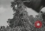 Image of United States Marines Peleliu Palau Islands, 1944, second 38 stock footage video 65675022956