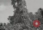 Image of United States Marines Peleliu Palau Islands, 1944, second 40 stock footage video 65675022956