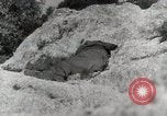 Image of 142nd Infantry Regiment Italy, 1943, second 23 stock footage video 65675022974