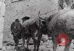 Image of 143nd Infantry Regiment Italy, 1943, second 45 stock footage video 65675022975