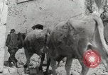 Image of 143nd Infantry Regiment Italy, 1943, second 47 stock footage video 65675022975