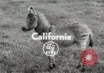 Standbild Zonkey California United States USA, 1953, aus Sekunde 1 historischem Filmmaterial Videoclip 65675023023