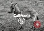 Standbild Zonkey California United States USA, 1953, aus Sekunde 3 historischem Filmmaterial Videoclip 65675023023