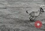 Standbild Zonkey California United States USA, 1953, aus Sekunde 5 historischem Filmmaterial Videoclip 65675023023