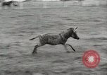 Standbild Zonkey California United States USA, 1953, aus Sekunde 6 historischem Filmmaterial Videoclip 65675023023