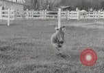Standbild Zonkey California United States USA, 1953, aus Sekunde 7 historischem Filmmaterial Videoclip 65675023023