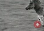 Standbild Zonkey California United States USA, 1953, aus Sekunde 8 historischem Filmmaterial Videoclip 65675023023