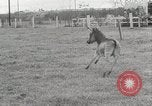 Standbild Zonkey California United States USA, 1953, aus Sekunde 10 historischem Filmmaterial Videoclip 65675023023