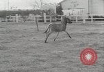 Standbild Zonkey California United States USA, 1953, aus Sekunde 11 historischem Filmmaterial Videoclip 65675023023