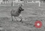 Standbild Zonkey California United States USA, 1953, aus Sekunde 12 historischem Filmmaterial Videoclip 65675023023