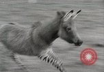 Standbild Zonkey California United States USA, 1953, aus Sekunde 13 historischem Filmmaterial Videoclip 65675023023