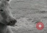 Standbild Zonkey California United States USA, 1953, aus Sekunde 14 historischem Filmmaterial Videoclip 65675023023