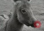 Standbild Zonkey California United States USA, 1953, aus Sekunde 15 historischem Filmmaterial Videoclip 65675023023