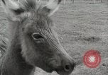 Standbild Zonkey California United States USA, 1953, aus Sekunde 16 historischem Filmmaterial Videoclip 65675023023