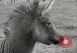 Standbild Zonkey California United States USA, 1953, aus Sekunde 17 historischem Filmmaterial Videoclip 65675023023