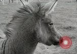 Standbild Zonkey California United States USA, 1953, aus Sekunde 18 historischem Filmmaterial Videoclip 65675023023