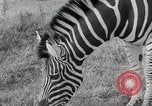 Standbild Zonkey California United States USA, 1953, aus Sekunde 19 historischem Filmmaterial Videoclip 65675023023