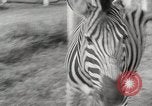 Standbild Zonkey California United States USA, 1953, aus Sekunde 20 historischem Filmmaterial Videoclip 65675023023