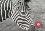 Standbild Zonkey California United States USA, 1953, aus Sekunde 21 historischem Filmmaterial Videoclip 65675023023