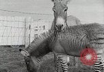 Standbild Zonkey California United States USA, 1953, aus Sekunde 22 historischem Filmmaterial Videoclip 65675023023