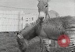 Standbild Zonkey California United States USA, 1953, aus Sekunde 23 historischem Filmmaterial Videoclip 65675023023