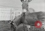 Standbild Zonkey California United States USA, 1953, aus Sekunde 24 historischem Filmmaterial Videoclip 65675023023