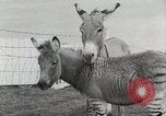 Standbild Zonkey California United States USA, 1953, aus Sekunde 25 historischem Filmmaterial Videoclip 65675023023
