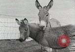 Standbild Zonkey California United States USA, 1953, aus Sekunde 26 historischem Filmmaterial Videoclip 65675023023