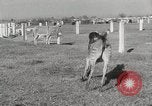 Standbild Zonkey California United States USA, 1953, aus Sekunde 31 historischem Filmmaterial Videoclip 65675023023