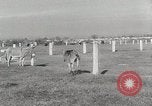 Standbild Zonkey California United States USA, 1953, aus Sekunde 33 historischem Filmmaterial Videoclip 65675023023