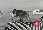 Standbild Zonkey California United States USA, 1953, aus Sekunde 37 historischem Filmmaterial Videoclip 65675023023