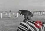 Standbild Zonkey California United States USA, 1953, aus Sekunde 38 historischem Filmmaterial Videoclip 65675023023
