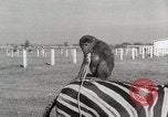 Standbild Zonkey California United States USA, 1953, aus Sekunde 39 historischem Filmmaterial Videoclip 65675023023