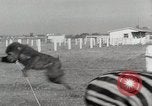 Standbild Zonkey California United States USA, 1953, aus Sekunde 41 historischem Filmmaterial Videoclip 65675023023