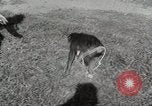 Standbild Zonkey California United States USA, 1953, aus Sekunde 42 historischem Filmmaterial Videoclip 65675023023