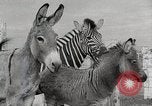Standbild Zonkey California United States USA, 1953, aus Sekunde 43 historischem Filmmaterial Videoclip 65675023023