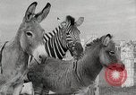 Standbild Zonkey California United States USA, 1953, aus Sekunde 44 historischem Filmmaterial Videoclip 65675023023
