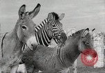 Standbild Zonkey California United States USA, 1953, aus Sekunde 45 historischem Filmmaterial Videoclip 65675023023