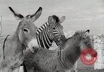 Standbild Zonkey California United States USA, 1953, aus Sekunde 46 historischem Filmmaterial Videoclip 65675023023