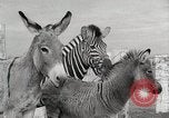 Standbild Zonkey California United States USA, 1953, aus Sekunde 47 historischem Filmmaterial Videoclip 65675023023