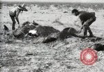 Standbild begraben Federals verstorben Ojinaga Mexiko, 1913, aus Sekunde 22 historischem Filmmaterial Videoclip 65675023034