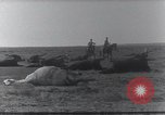 Standbild AEF Strafexpedition Mexiko, 1916, aus Sekunde 38 historischem Filmmaterial Videoclip 65675023058