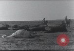 Standbild AEF Strafexpedition Mexiko, 1916, aus Sekunde 41 historischem Filmmaterial Videoclip 65675023058