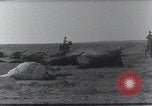 Standbild AEF Strafexpedition Mexiko, 1916, aus Sekunde 44 historischem Filmmaterial Videoclip 65675023058